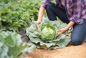 Read more about the article 7 Ways To Support Farmers Who  Bring Fresh Food For Us