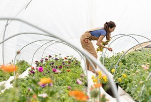 Read more about the article Protecting Crops With Natural  Techniques Instead Of Pesticides