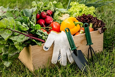 Read more about the article Supercharge Your Immune System  With Fresh Vegetables