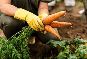 Read more about the article Going An Extra Mile For Organic  With Biodynamic Farming