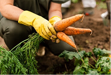 Read more about the article Going An Extra Mile For Organic  With Biodynamic Farming