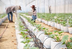 Read more about the article Things You Need To Know When  Starting Your Organic Farm