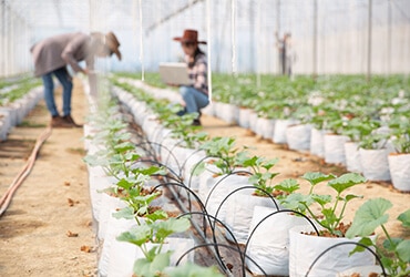 Read more about the article Things You Need To Know When  Starting Your Organic Farm