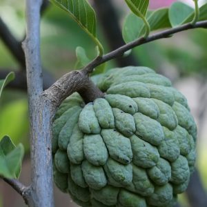 Sugar apple (each)