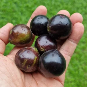 Jaboticaba (per kg)