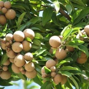 Sapodilla (per kg)