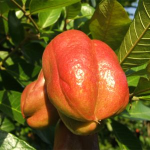 Ackee (per kg)