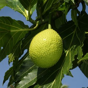 Breadfruit (per kg)