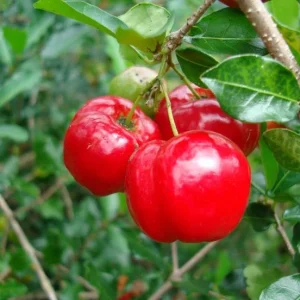 Barbados cherry (per kg)