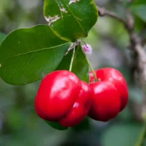 Barbados cherry (per kg)