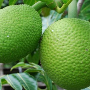 Breadfruit (per kg)