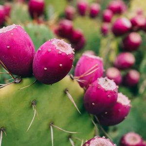 Cactus pear (each)