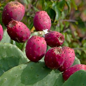 Cactus pear (each)