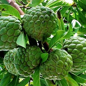 Sugar apple (each)