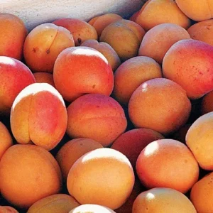 Apricots (per kg)