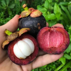 Mangosteen (per kg)