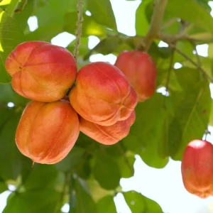 Ackee (per kg)