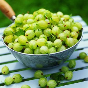 Gooseberry (per kg)