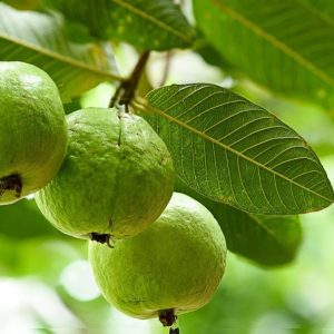 Guavas (each)