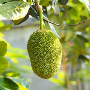 Jackfruit (per kg)