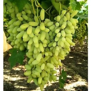 Grapes (per kg)