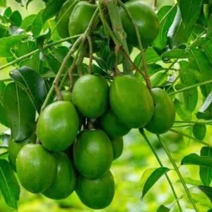 Hog plum (per kg)