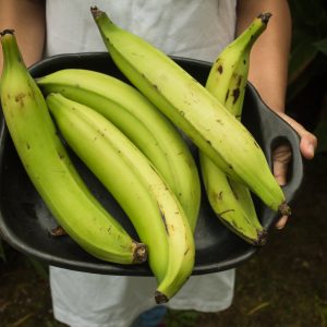 Plantains (per kg)