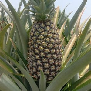 Pineapples (each)