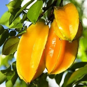 Carambola (per kg)