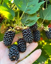 Blackberry
