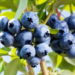 Blueberry