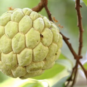 Custard Apple