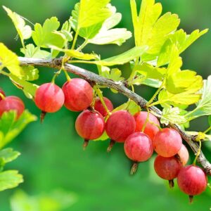 Gooseberry