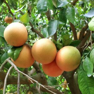 Grapefruit