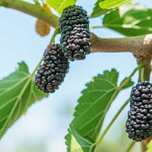 Mulberry