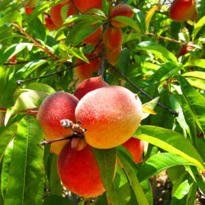Peach