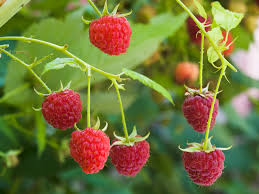 Raspberry
