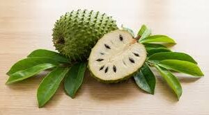 Soursop