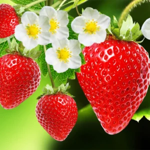 Strawberry