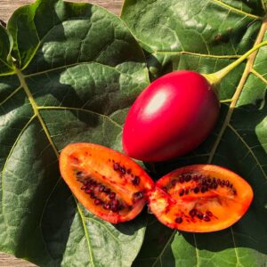 Tamarillo